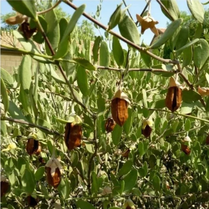 ALTEYA ORGANICS - BIO JOJOBAOLIE