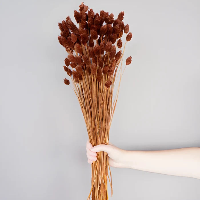 Chocolate Truffle Dried Canary Grass