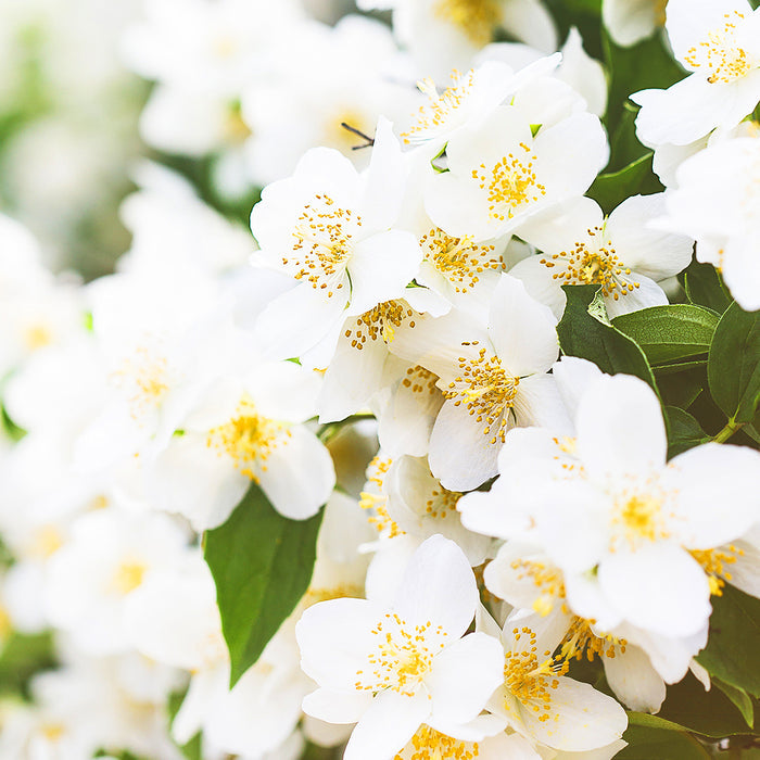 Jasmine Fragrance Oil 270