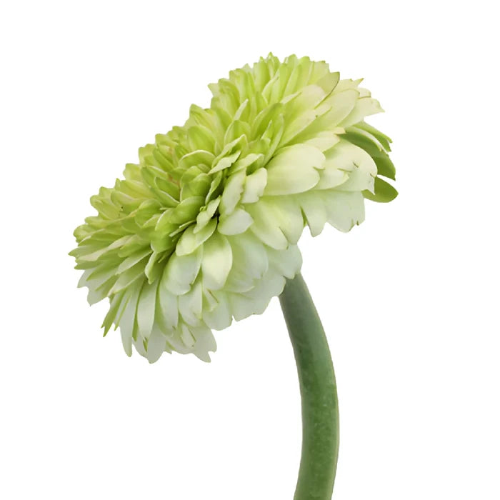 Pistachio Flair Gerrondo Gerbera Daisies