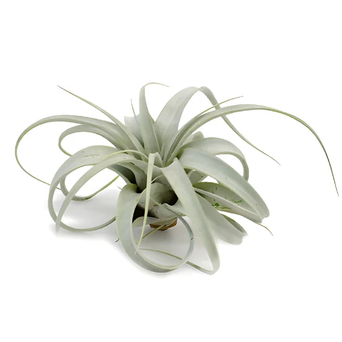 Sage Green Xerographica Air Plants