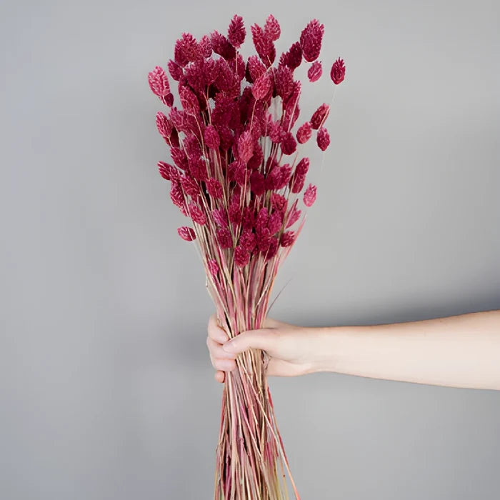Antique Raspberry Dried Canary Grass