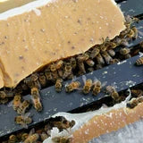 Apis Biologix Patties w/ 15% Real Pollen (2 Pack)