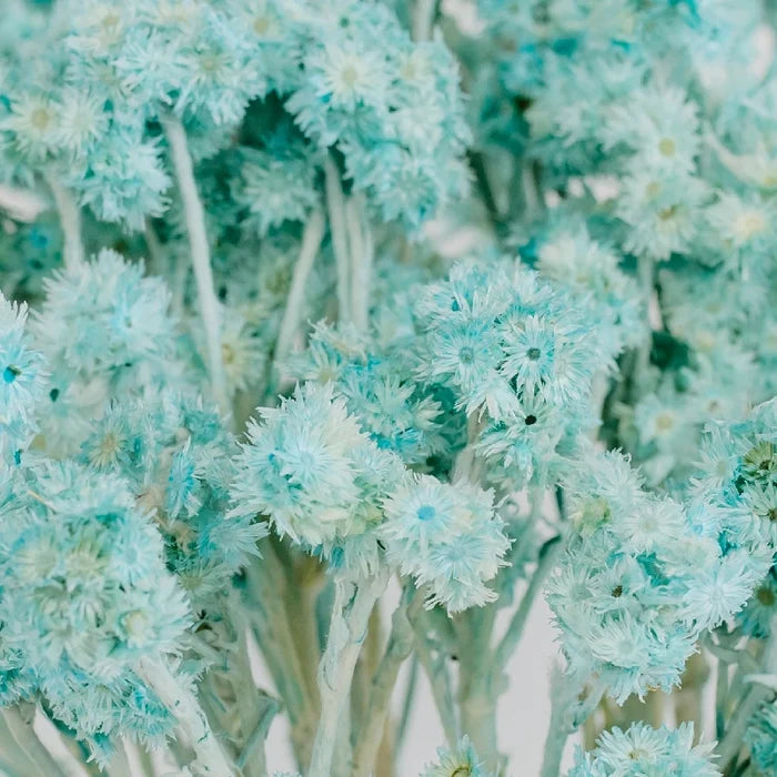 Baby Blue Dried Andrean Asters Close Up - Image