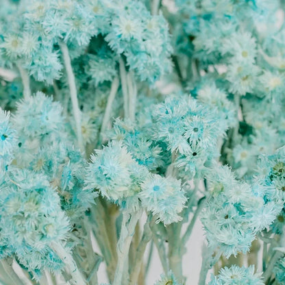 Baby Blue Dried Andrean Asters Close Up - Image