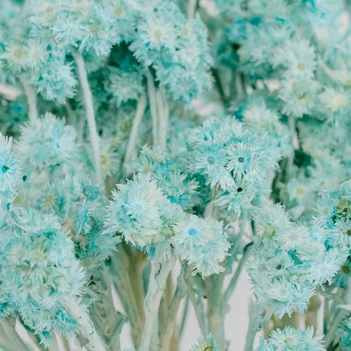 Baby Blue Dried Andrean Asters Close Up - Image
