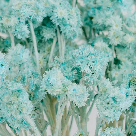 Baby Blue Dried Andrean Asters Close Up - Image