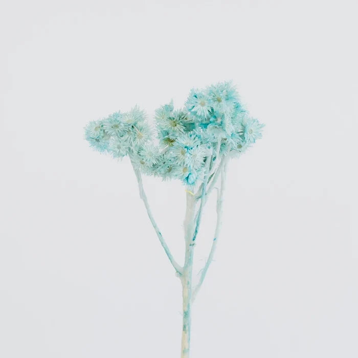 Baby Blue Dried Andrean Asters Stem - Image