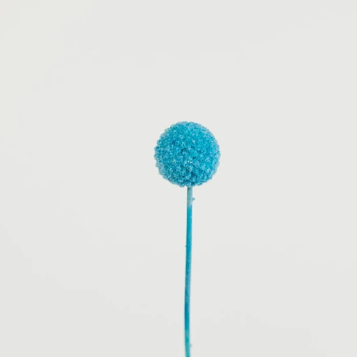 Baby Blue Dried Craspedia Billy Ball Stem - Image