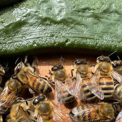 Bee Bites