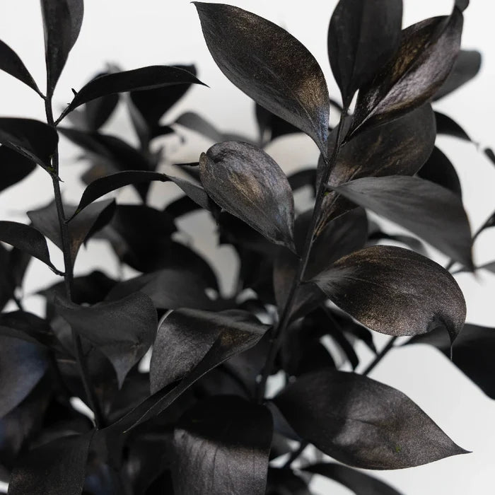 Black Tinted Ruscus Greenery Close Up - Image