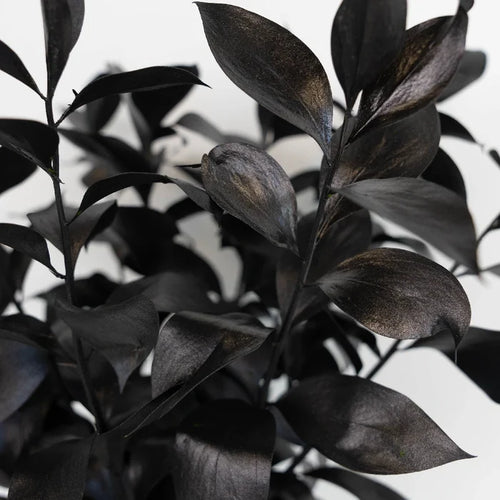 Black Tinted Ruscus Greenery Close Up - Image