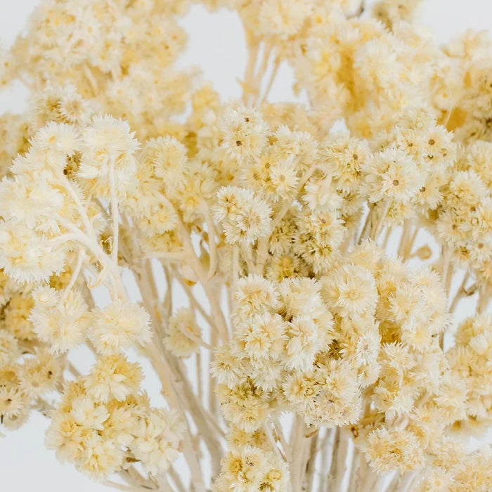Bleached Dried Andrean Asters Close Up - Image