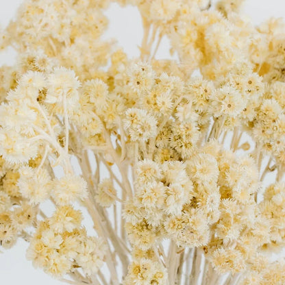 Bleached Dried Andrean Asters Close Up - Image
