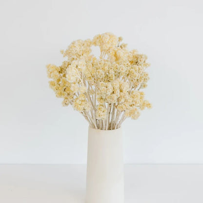Bleached Dried Andrean Asters Vase - Image