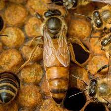 Buckfast Queen Bee
