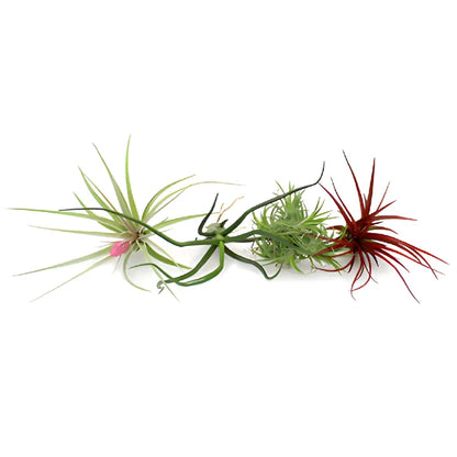 Bulk Assorted Tinted Air Plants for DIY Arranging