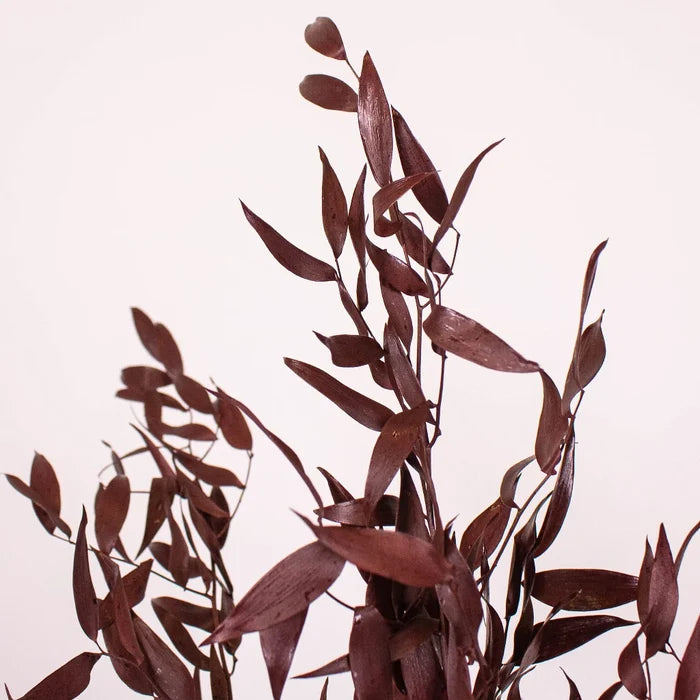Burgundy Dried Ruscus Greens Up Close