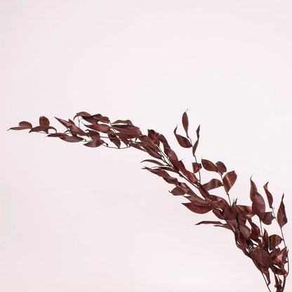 Burgundy Dried Ruscus Greens Stem