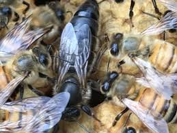 Caucasian Queen Bee