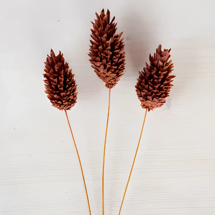 Chocolate Truffle Dried Canary Grass