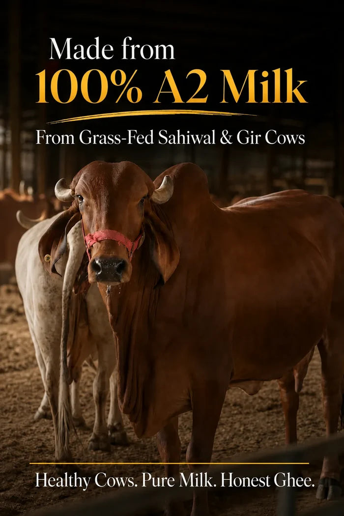 Classic Cow Bilona Ghee - (900 ML)