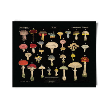 Curious Prints - Vintage Black Mushroom Print 26 w/ optional frame: Print only / 10x8