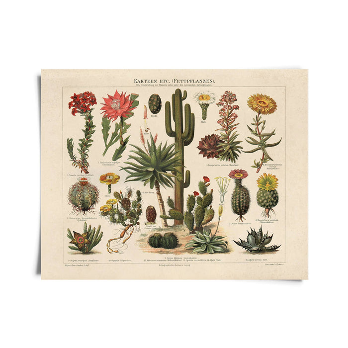 Curious Prints - Vintage Botanical Cactus Kakteen 1 Print w/ optional frame: 10x8 / Print only