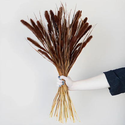 Dark Hickory Dried Foxtail Grasses