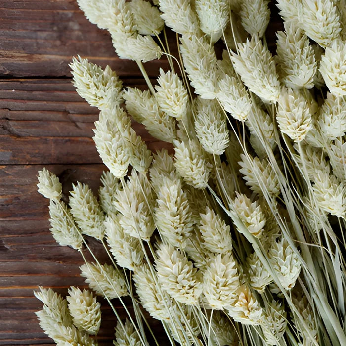 Dried Natural Canary Grass Phalaris Close up