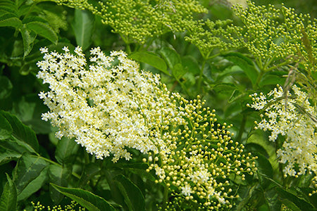 Elderflower & Moss Fragrance Oil 15408