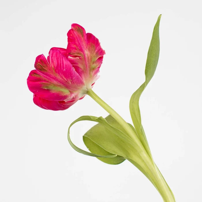 Hot Pink Parrot Tulip Flower Stem