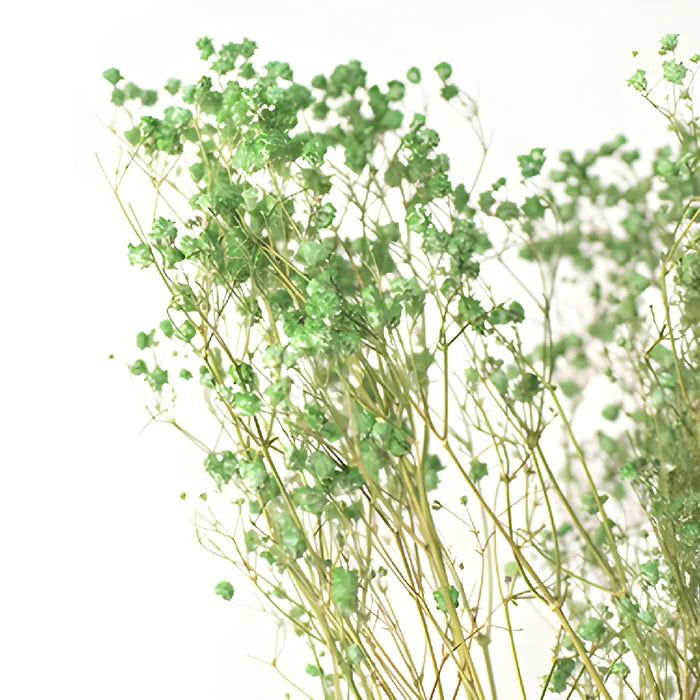 Forest Green Dried Baby's Breath Flower
