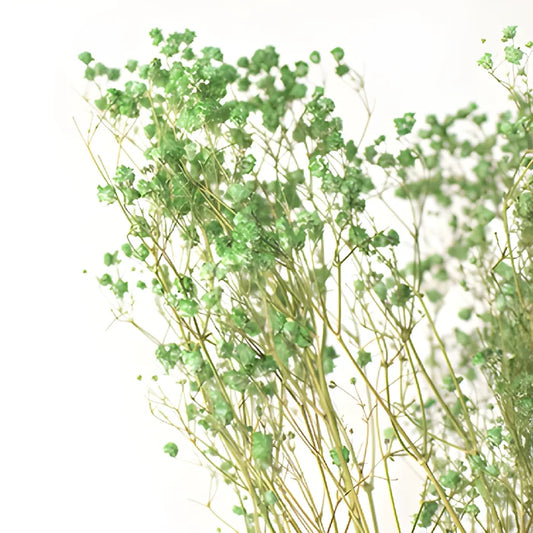 Forest Green Dried Baby's Breath Flower