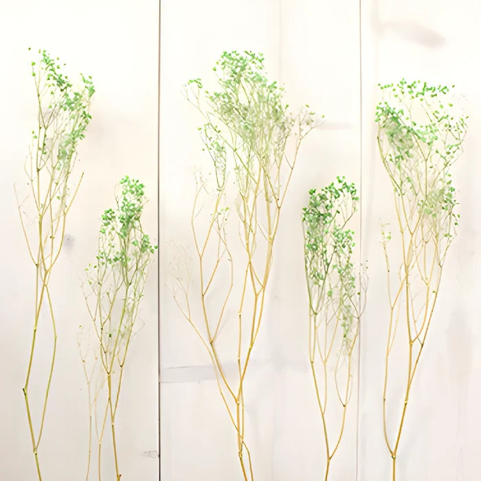 Forest Green Dried Baby's Breath Flower