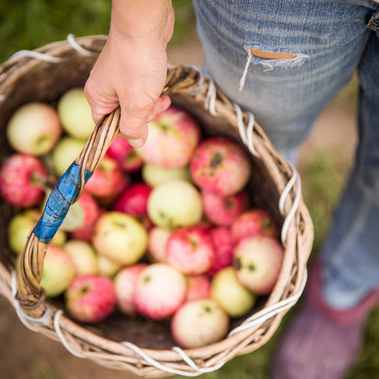 Fresh Picked Apple Fragrance Oil 165
