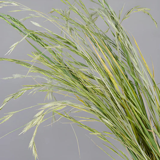 Wedding greenery fresh cut shaker grass filler flowers sold near me