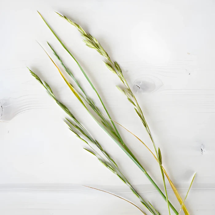 Single stems of fresh cut greens shaker grass filler flowers sold near me for delivery