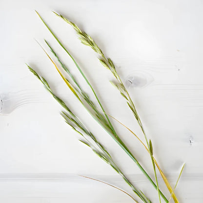Single stems of fresh cut greens shaker grass filler flowers sold near me for delivery