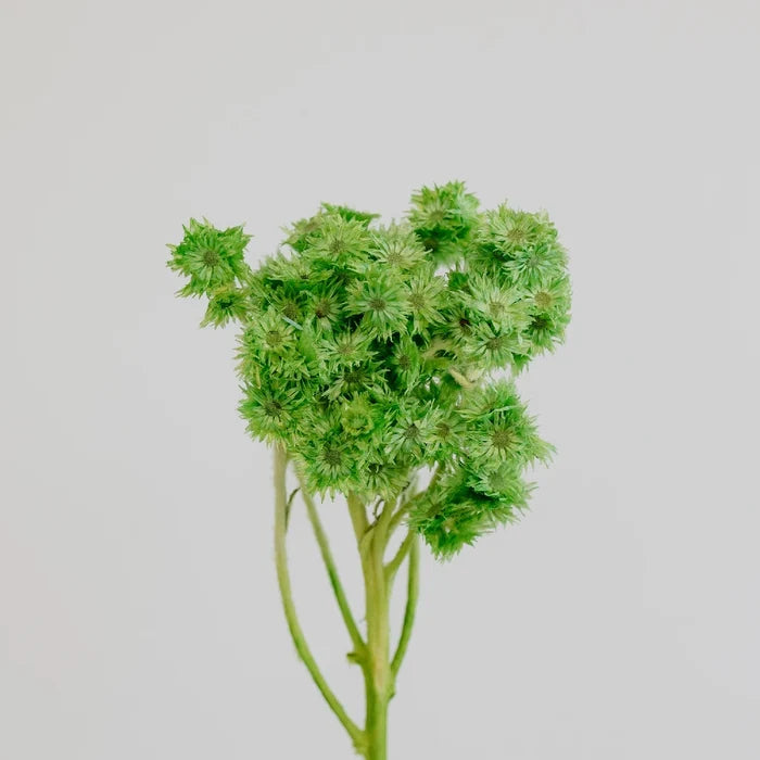 Green Dried Craspedia Andrean Asters Stem - Image