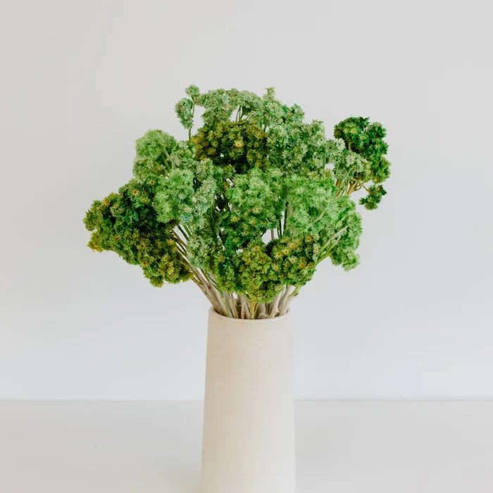 Green Dried Craspedia Andrean Asters Vase - Image