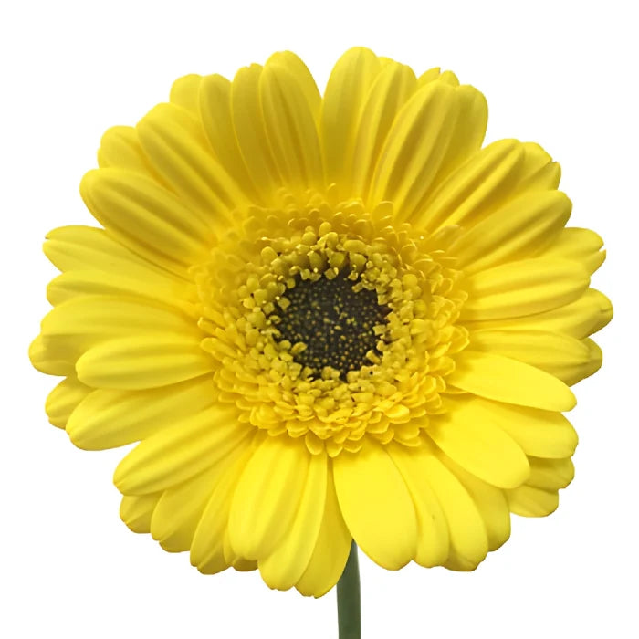 Happy Mini Gerbera Daisies