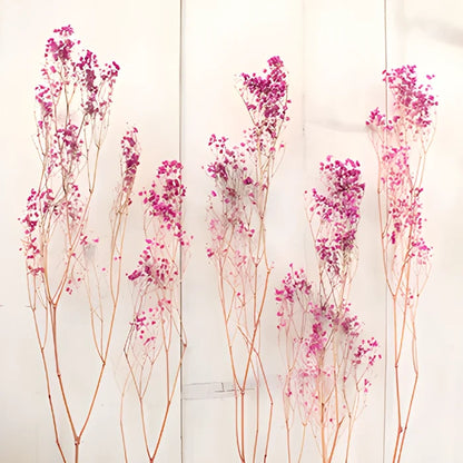 Hot Pink Dried Baby's Breath Flower