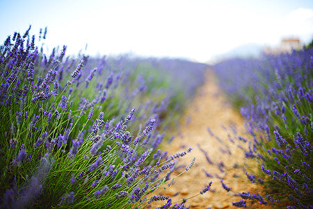 Lavender Fragrance Oil 15723