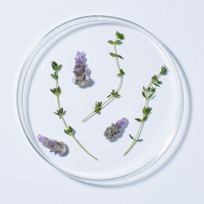 Lavender Thyme Refreshing Body Lotion - Andalou Naturals US