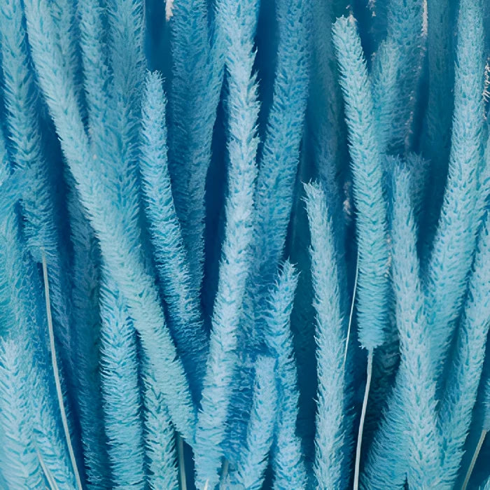 Light Blue Dried Timothy Grass