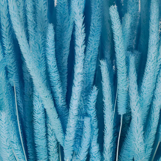 Light Blue Dried Timothy Grass