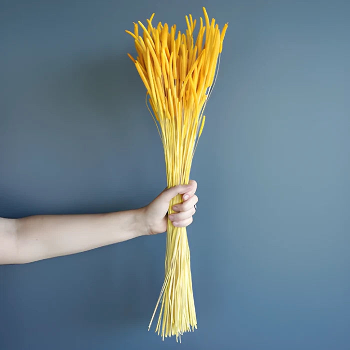Light Blue Dried Timothy Grass