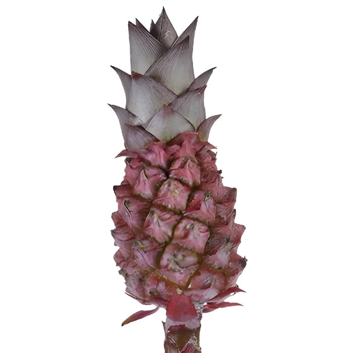 Mini Scarlet Pineapples