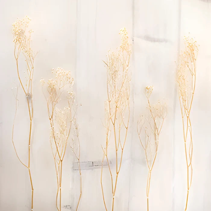 Natural Dried Baby's Breath Flower